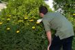 Gardener Cleaning His Flowers