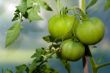 Tomatoes On The Vine