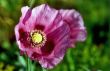  Poppy under the Sun