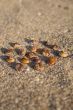 Sea shells in circle
