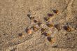 Sea shells in star