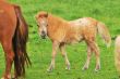 Little horse foal