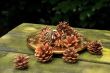 pine cones