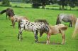 flock of mini horses