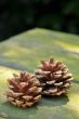 Pine cones