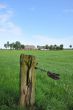 Landscape wih farmhouse