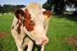 brown white cow