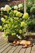 Sleeping dog outdoor
