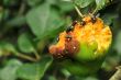 Flies at the rotten fruit