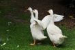 gooses