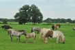 American mini horses