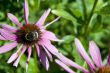 Bee at the cone-flowers