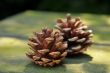 pine cones