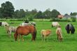American mini horses