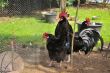 chickens in the henhouse