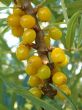 sea buckthorn, Hippophae rhamnoides