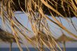 Reed umbrellas