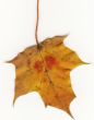 autumnal leaf
