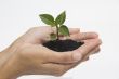 Hand holding seedling