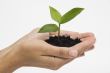 Hand holding seedling