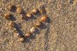 Sea shells in a heart
