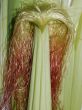 Young corn