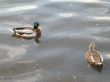 male and female duck