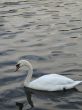 white swan on a lake