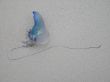 blue jelly fish on the beach