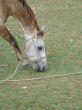brown horse eating grass