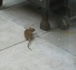 brown rat