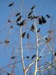 crows in a tree