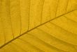 Autumn leaf texture