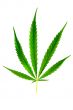 Green leaf of marijuana