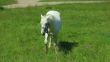 White horse standing on a meadow