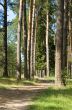 Footpath in a pine wood