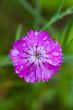 carnation close up after a rain