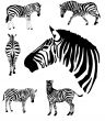 Zebras