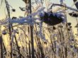 Frost