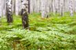 fern in birchwood