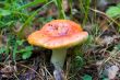 red russula