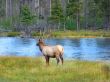 Elk Bull