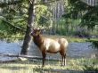 Elk Bull