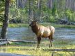 Elk bull