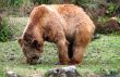 Kodiak Brown Bear