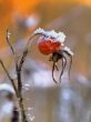 Frost