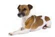 jack russel