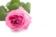 pink rose