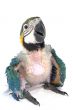 young macaw