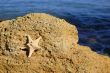 Starfish